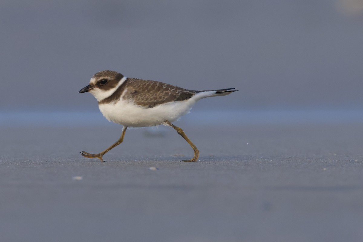 Semipalmated Plover - ML608707713