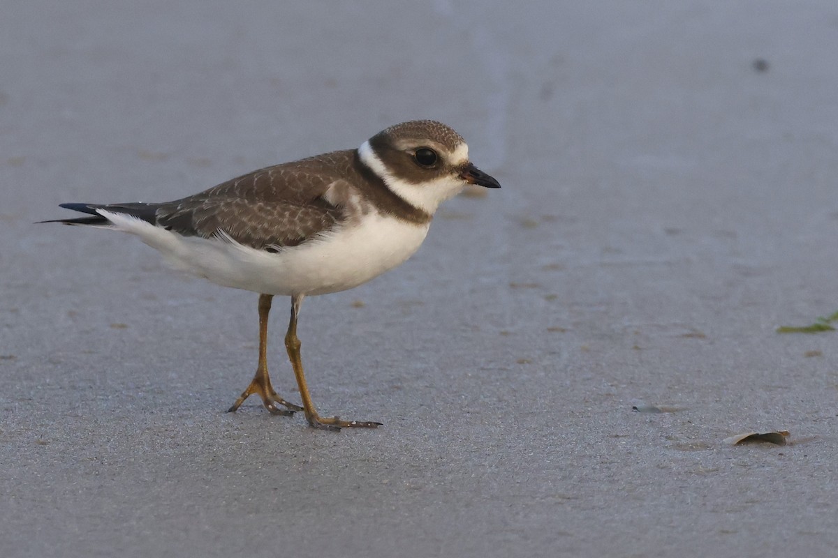Semipalmated Plover - ML608707716