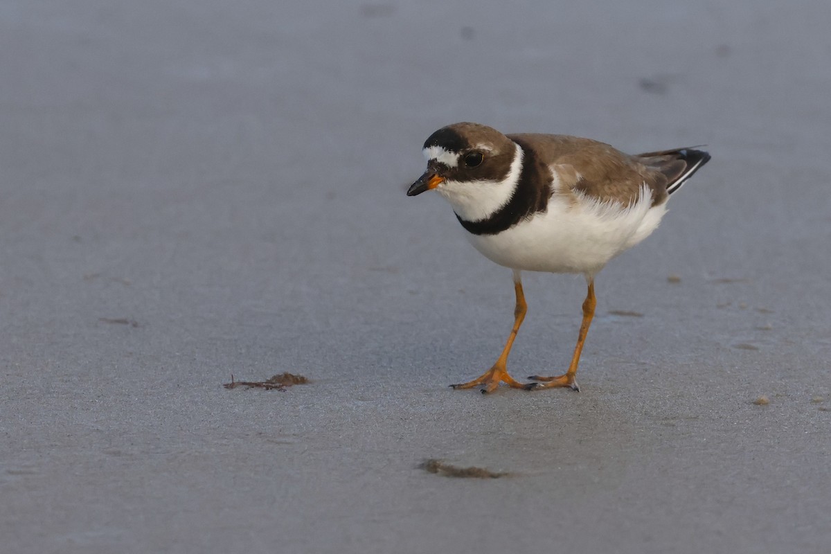Semipalmated Plover - ML608707718