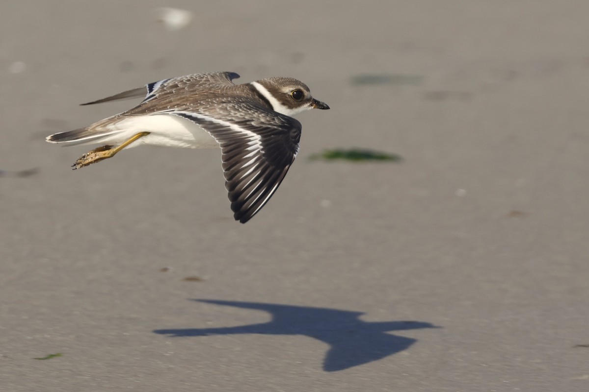 Semipalmated Plover - ML608707721