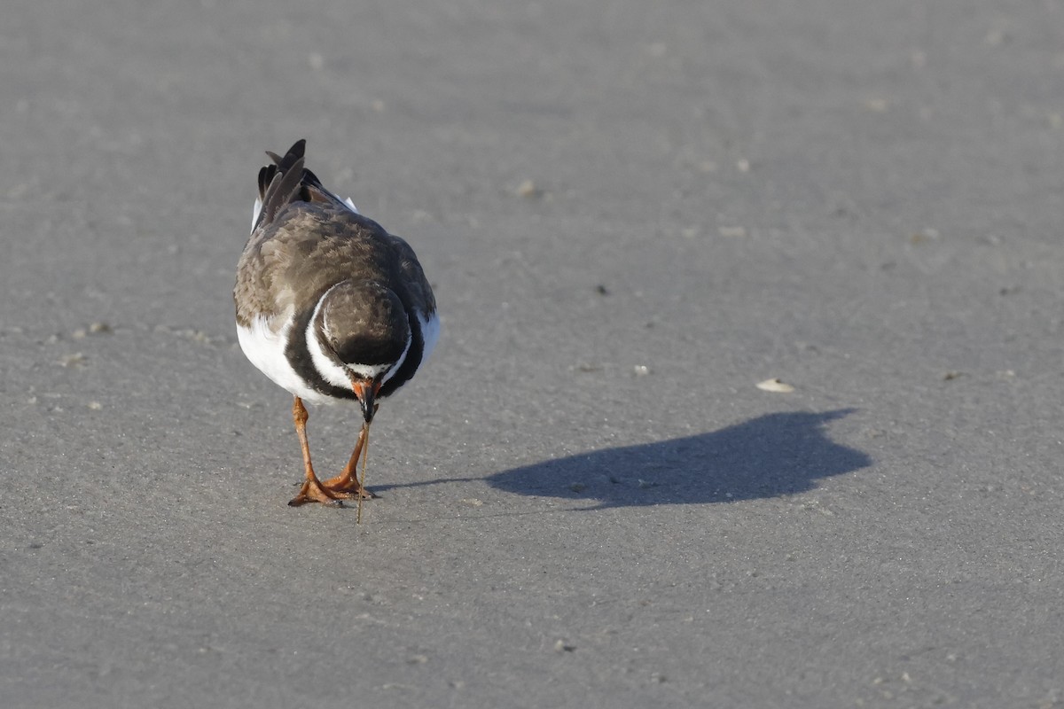 Semipalmated Plover - ML608707722