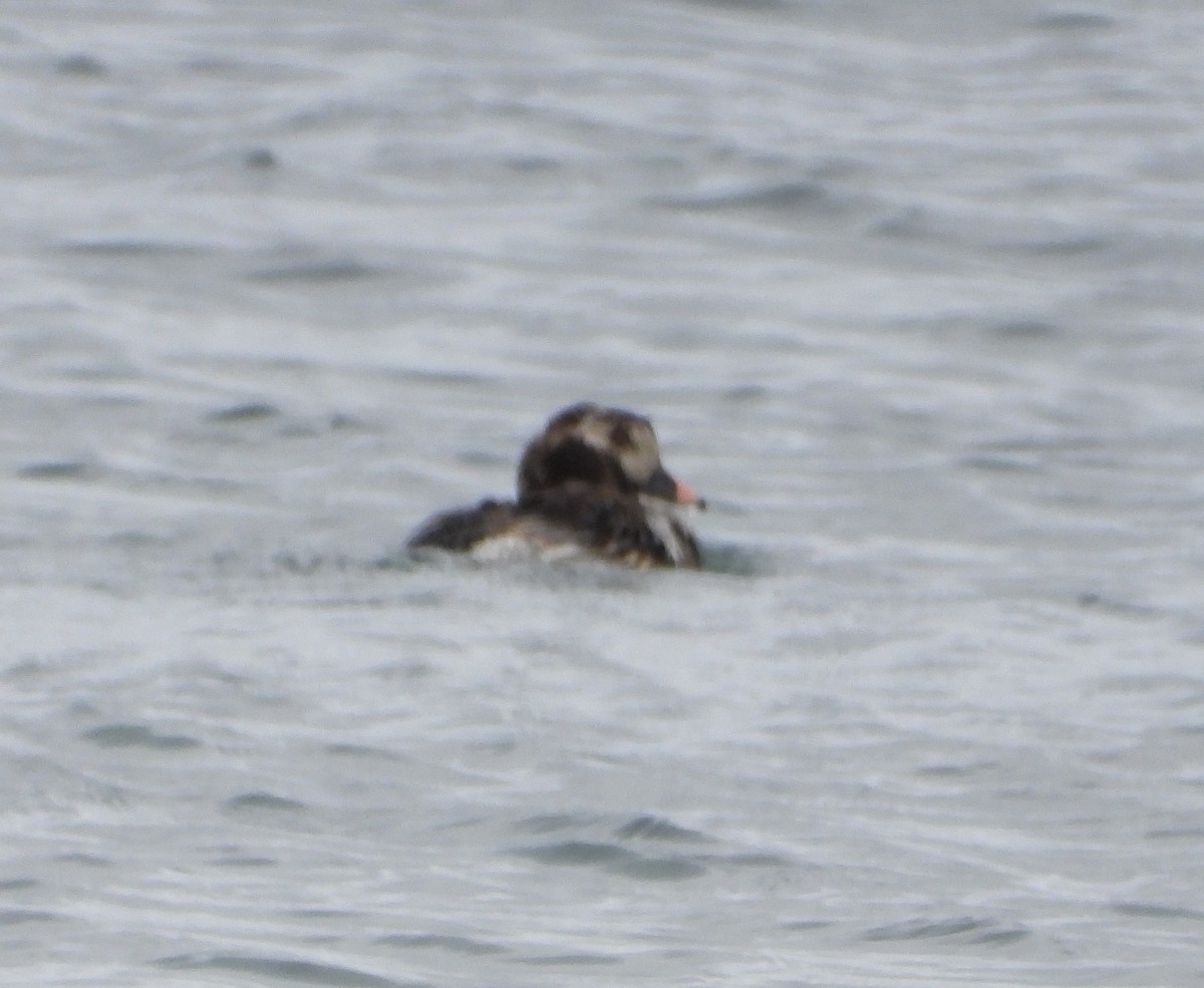 Long-tailed Duck - ML608707838