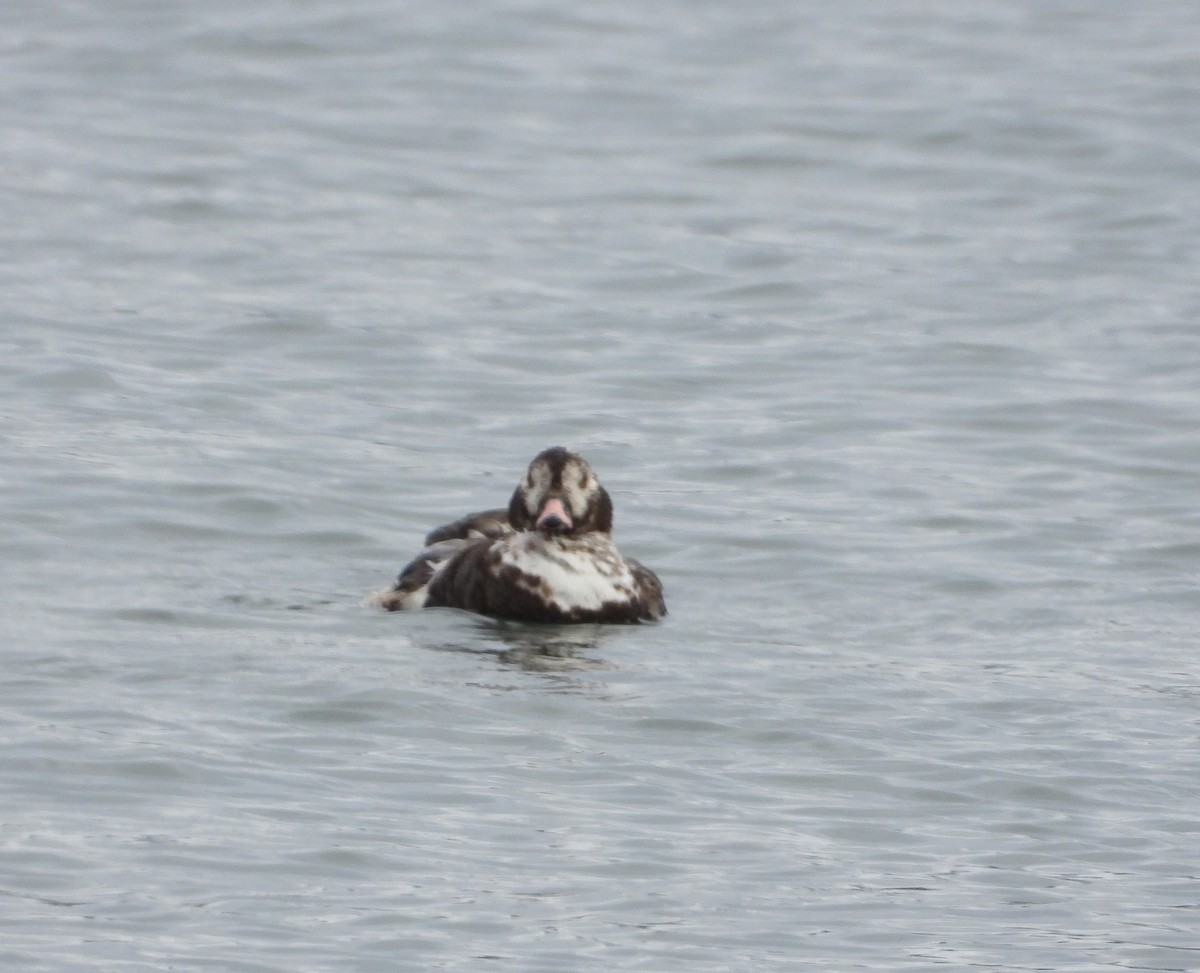 Long-tailed Duck - ML608707839
