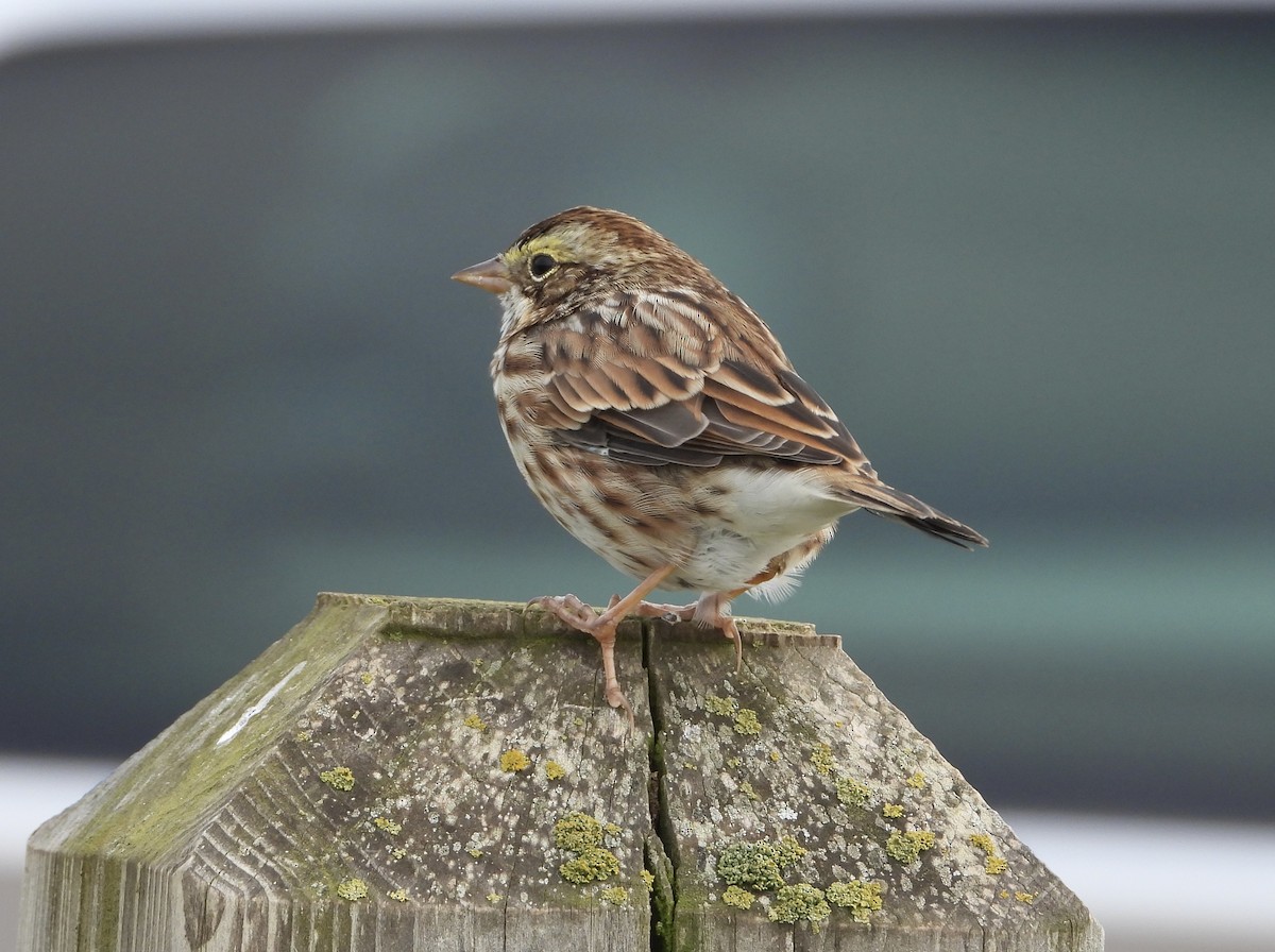 Savannah Sparrow - ML608707903