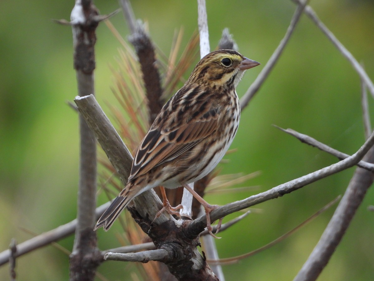 Savannah Sparrow - ML608707905