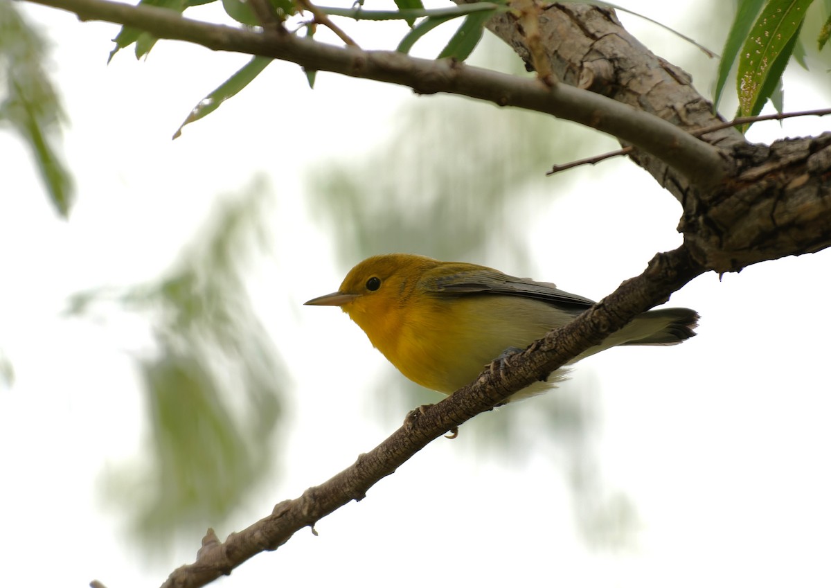 Prothonotary Warbler - ML608707914