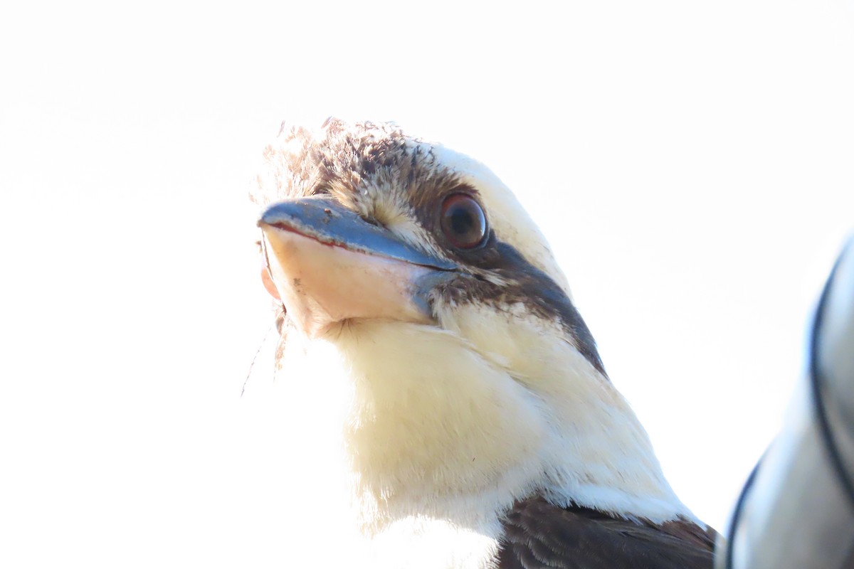 Laughing Kookaburra - ML608707978