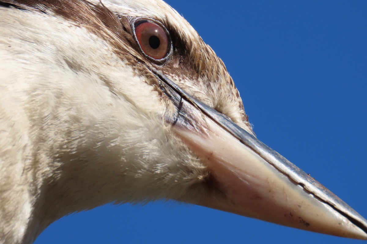 Laughing Kookaburra - ML608707980