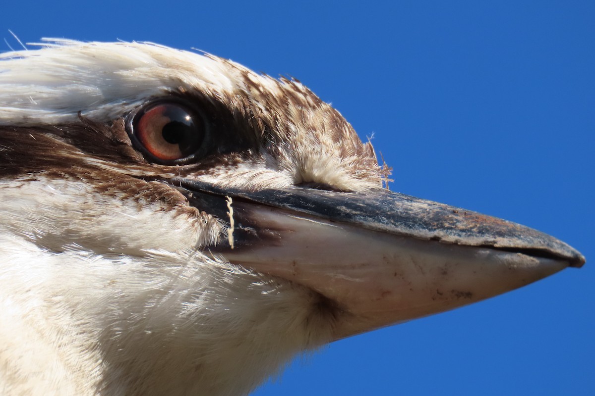 Laughing Kookaburra - Jemaine Mulcahy