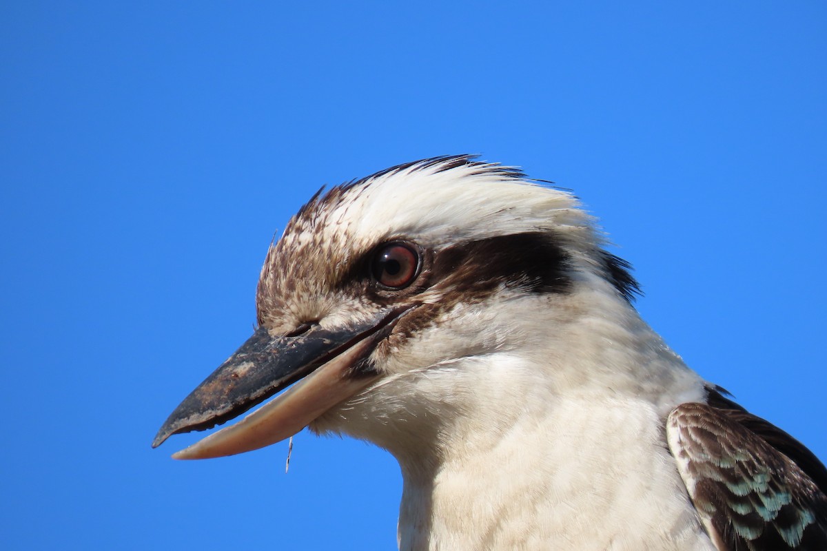 Laughing Kookaburra - Jemaine Mulcahy