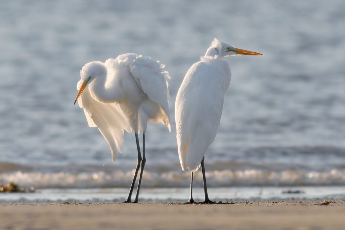 Great Egret - Gary Jarvis