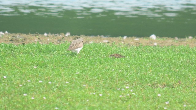 White-rumped Sandpiper - ML608708156