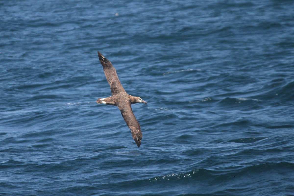 Black-footed Albatross - David Sidle