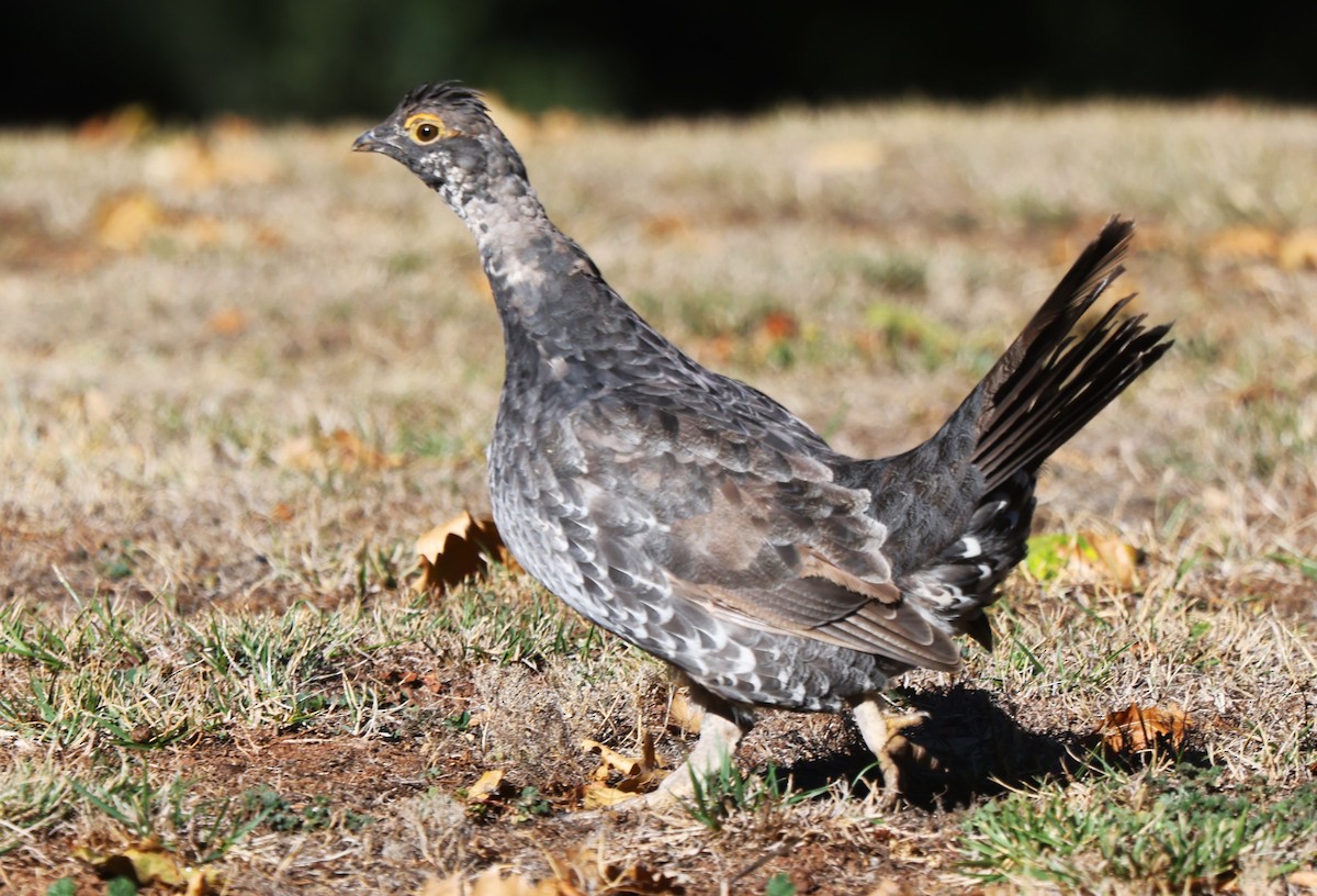 Sooty Grouse - ML608708233