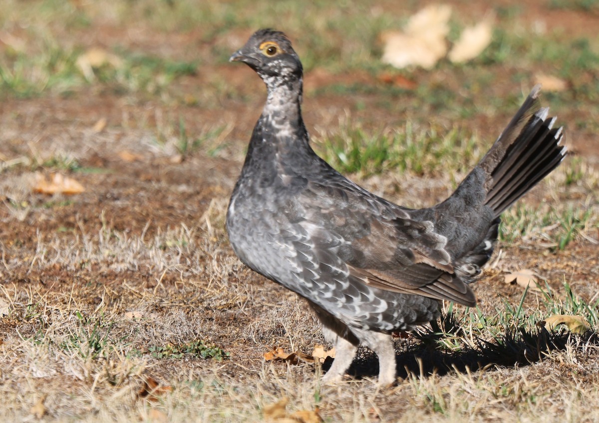 Sooty Grouse - ML608708248