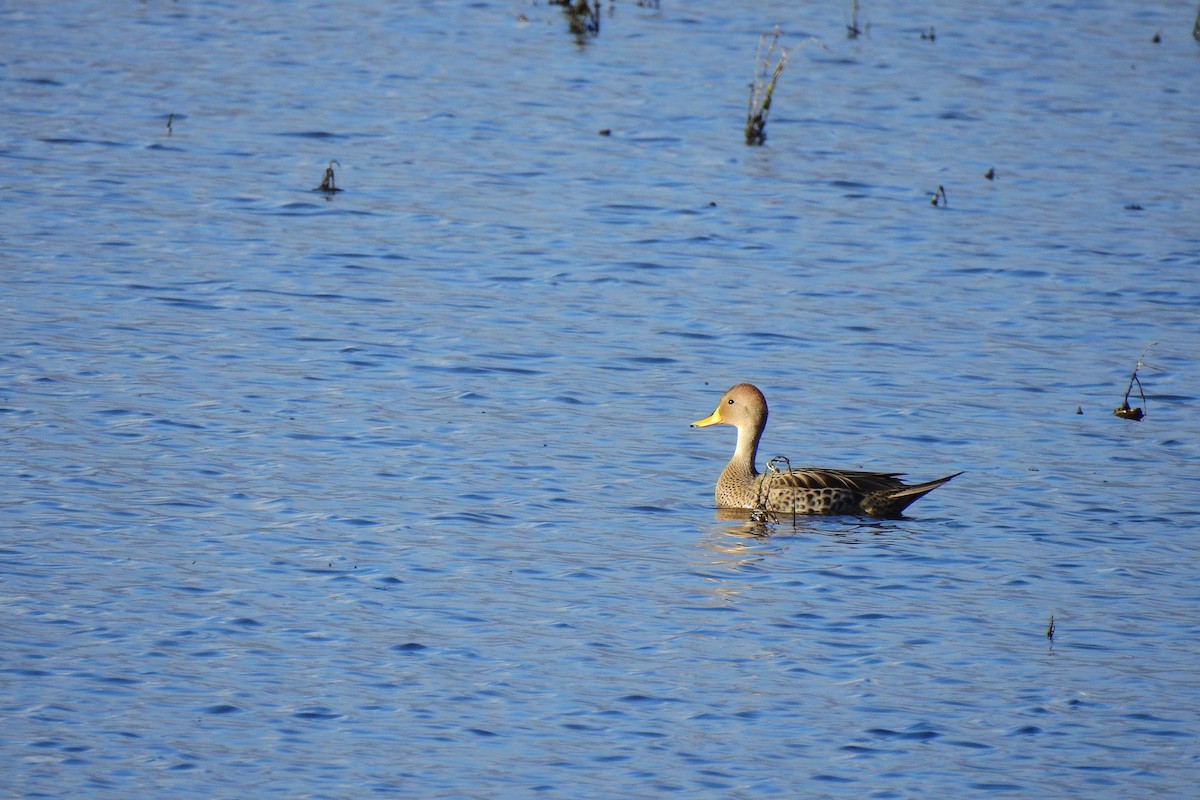 Yellow-billed Pintail - ML608708249