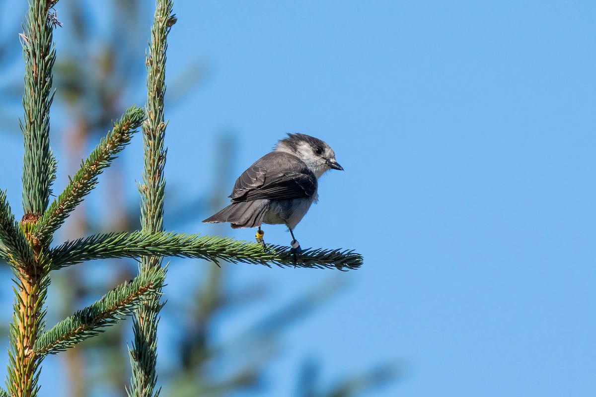 Canada Jay - ML608708325