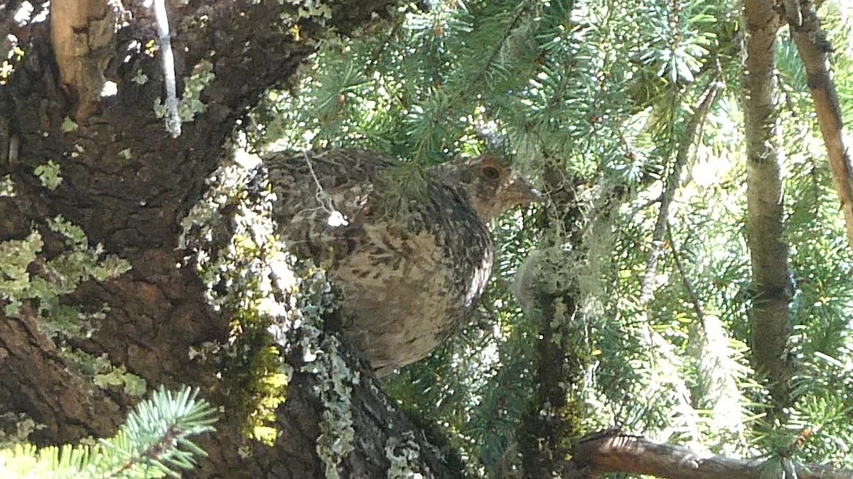 Sooty Grouse - ML608708358