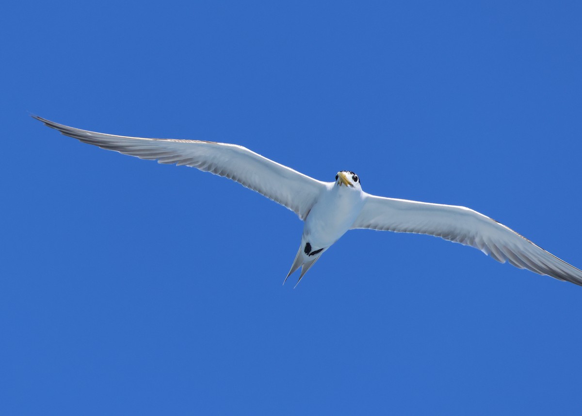 Great Crested Tern - ML608708558