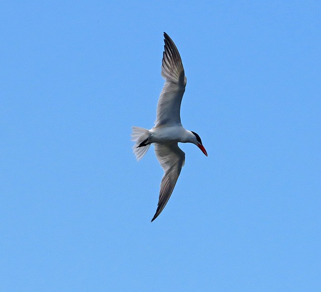 Caspian Tern - Nancy Anderson