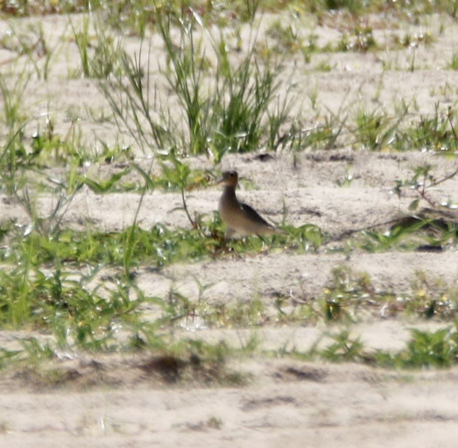 Buff-breasted Sandpiper - ML608708571