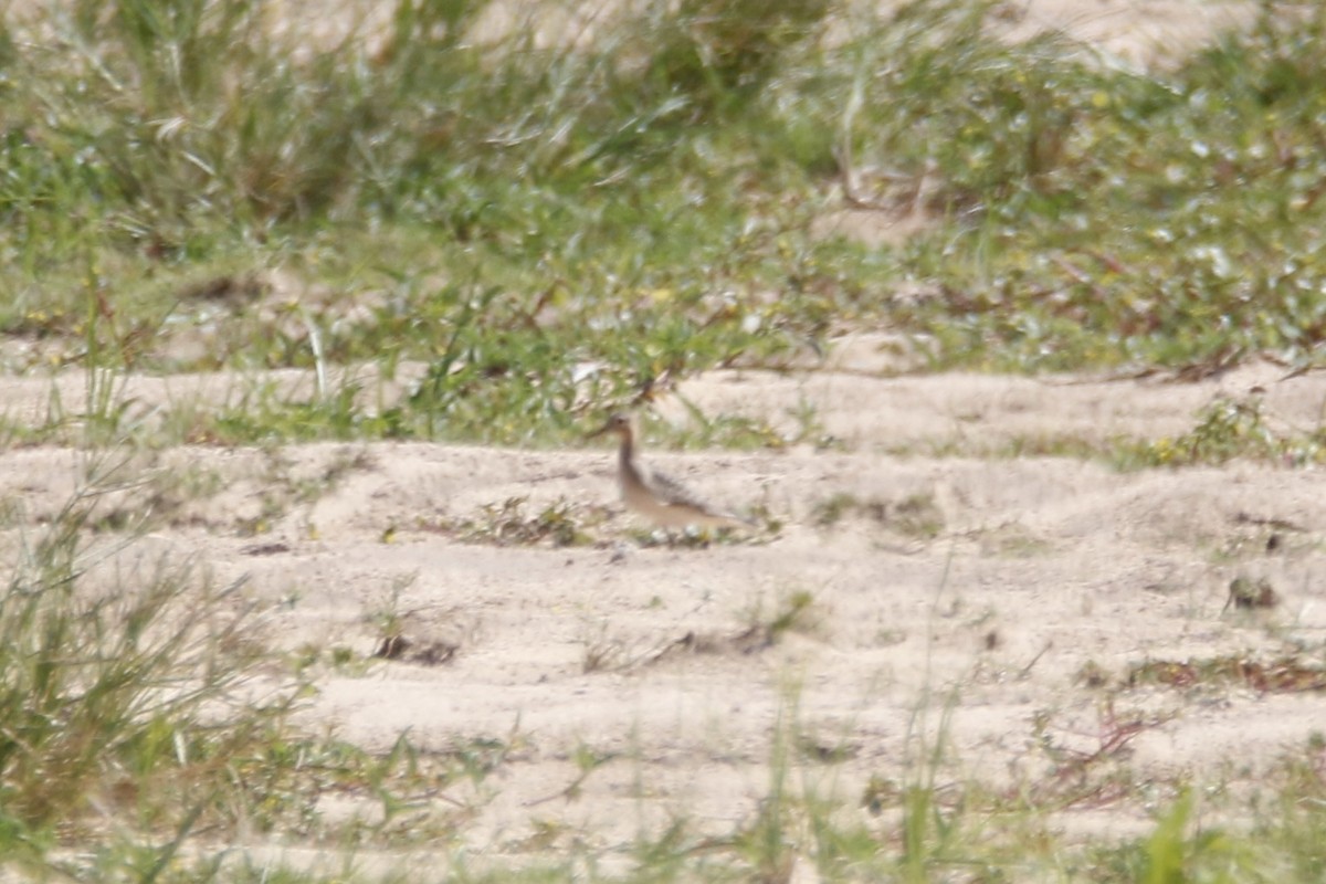 Buff-breasted Sandpiper - ML608708572