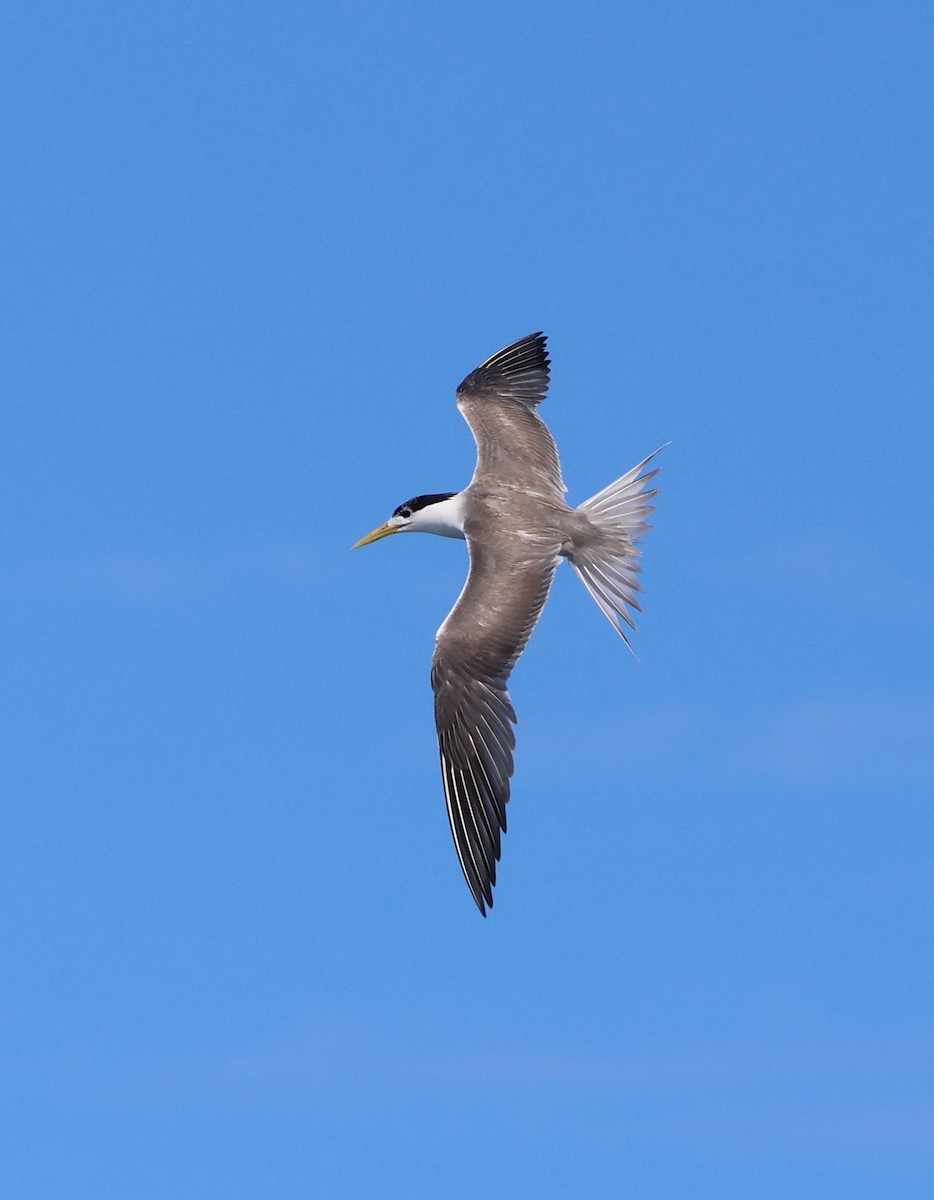 Great Crested Tern - ML608708587