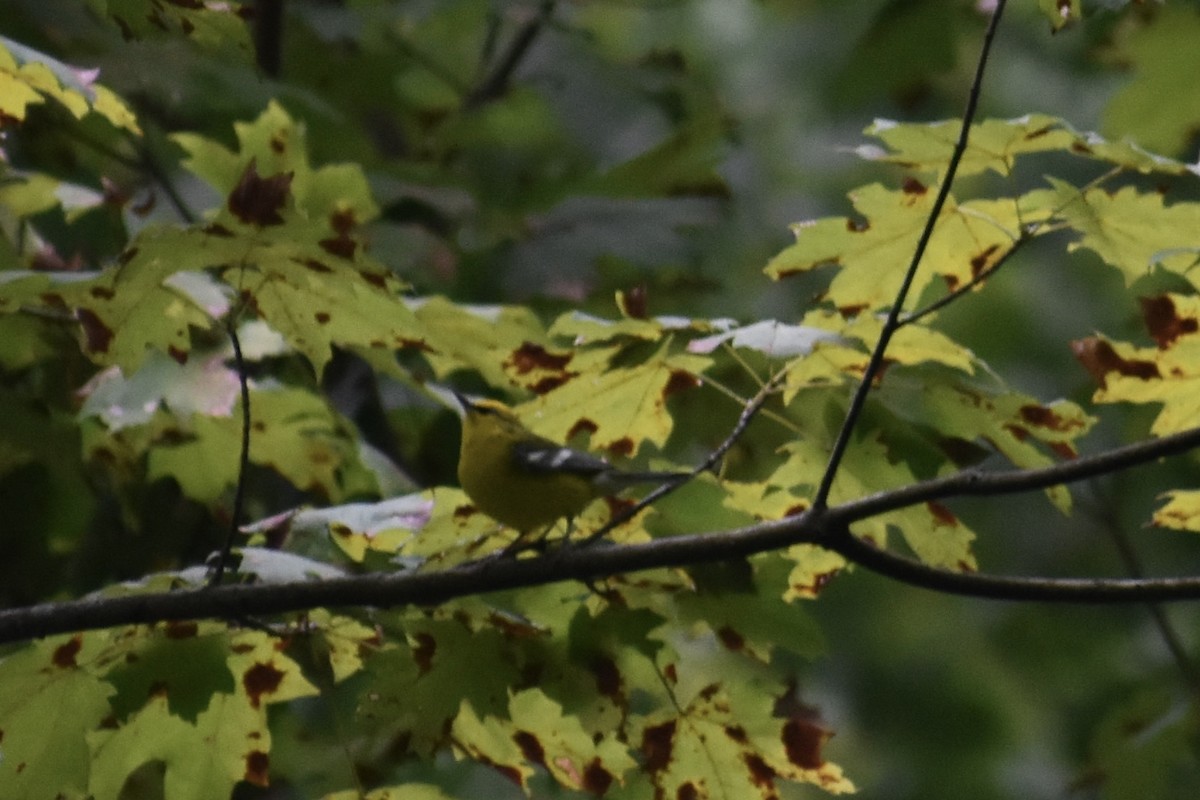 Blue-winged Warbler - Carolina González Gutiérrez