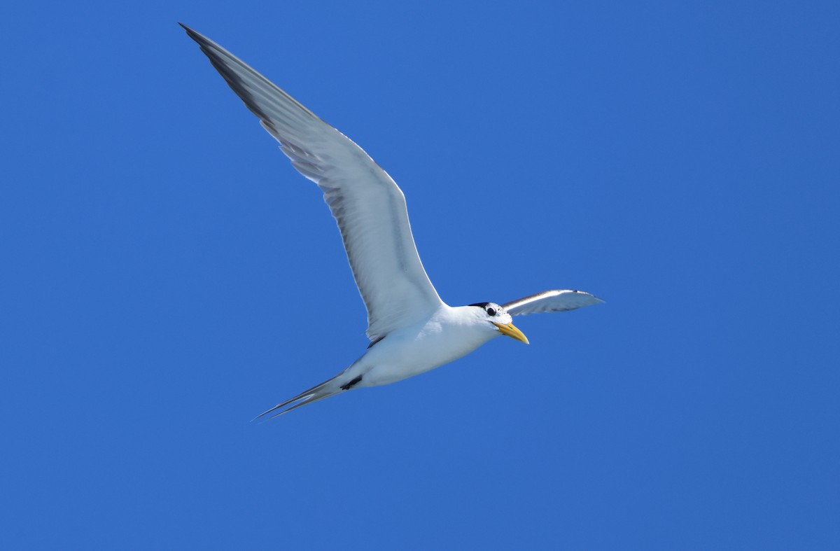 Great Crested Tern - ML608708635