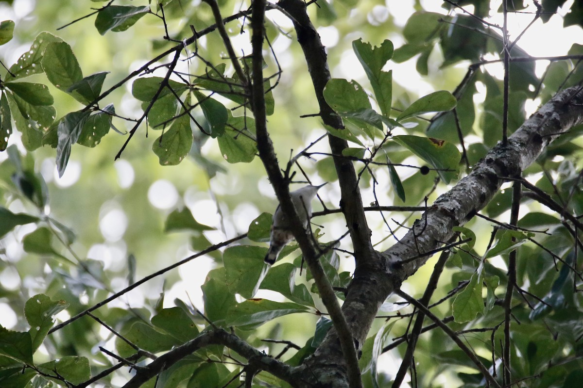White-breasted Nuthatch - ML608708648