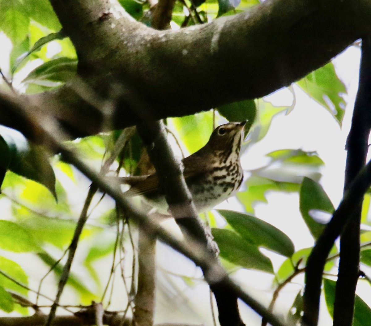 Swainson's Thrush - ML608708649