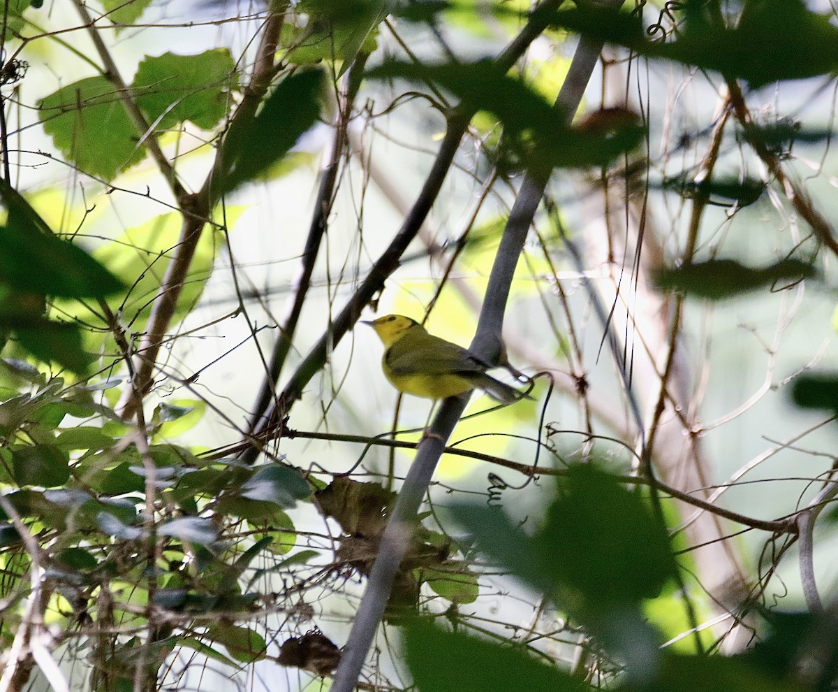 Hooded Warbler - ML608708662