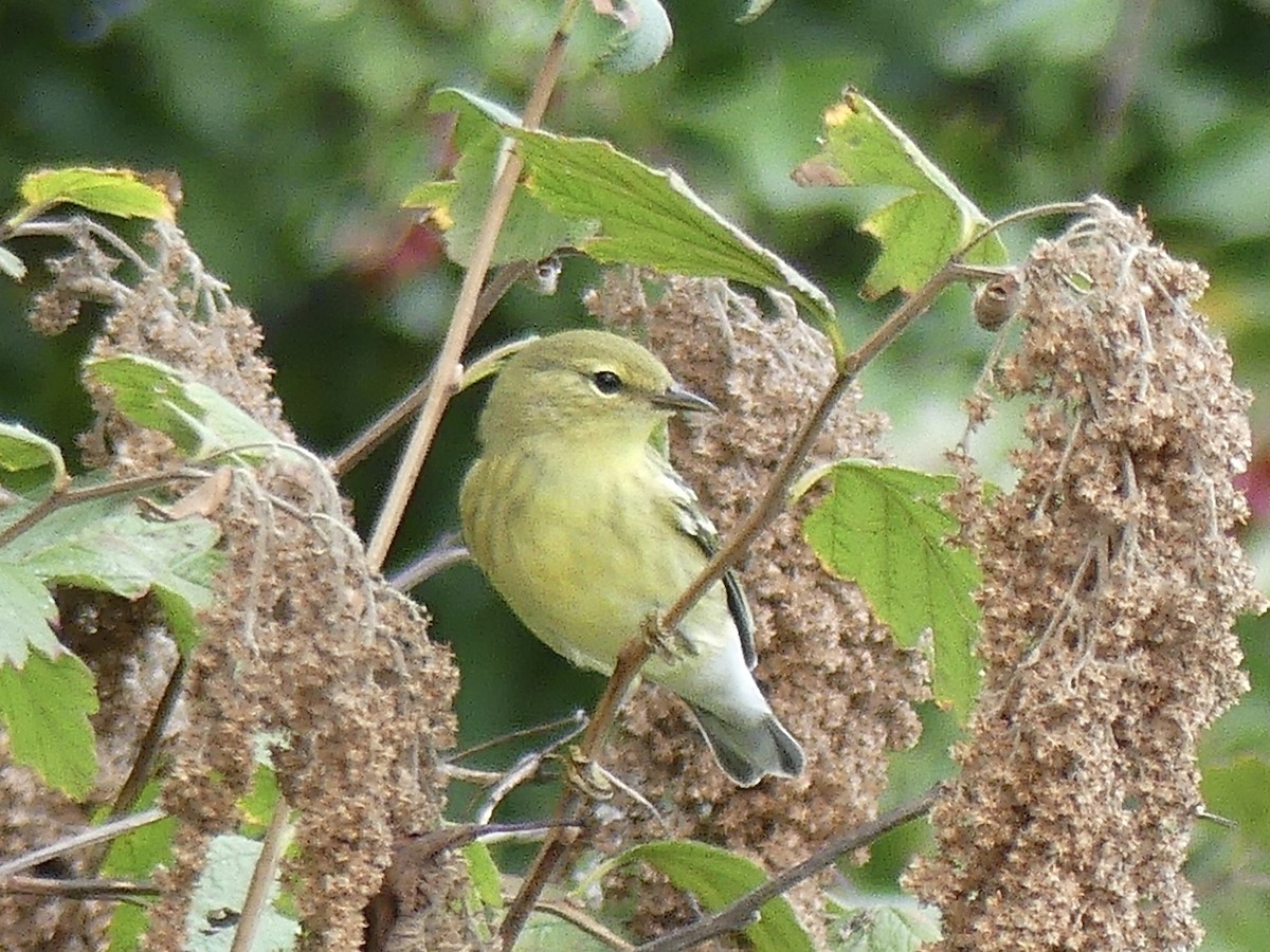 Blackpoll Warbler - ML608708960