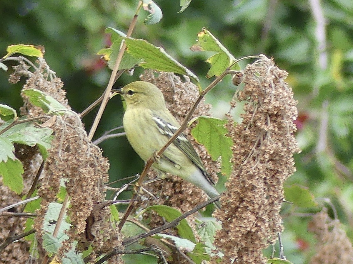 Blackpoll Warbler - ML608708961