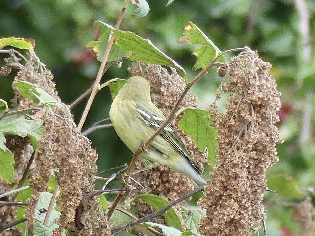 Blackpoll Warbler - ML608708962