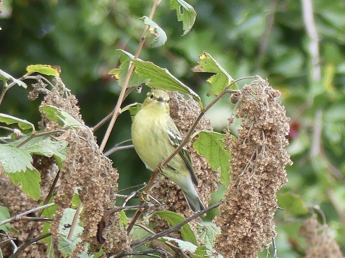 Blackpoll Warbler - ML608708963