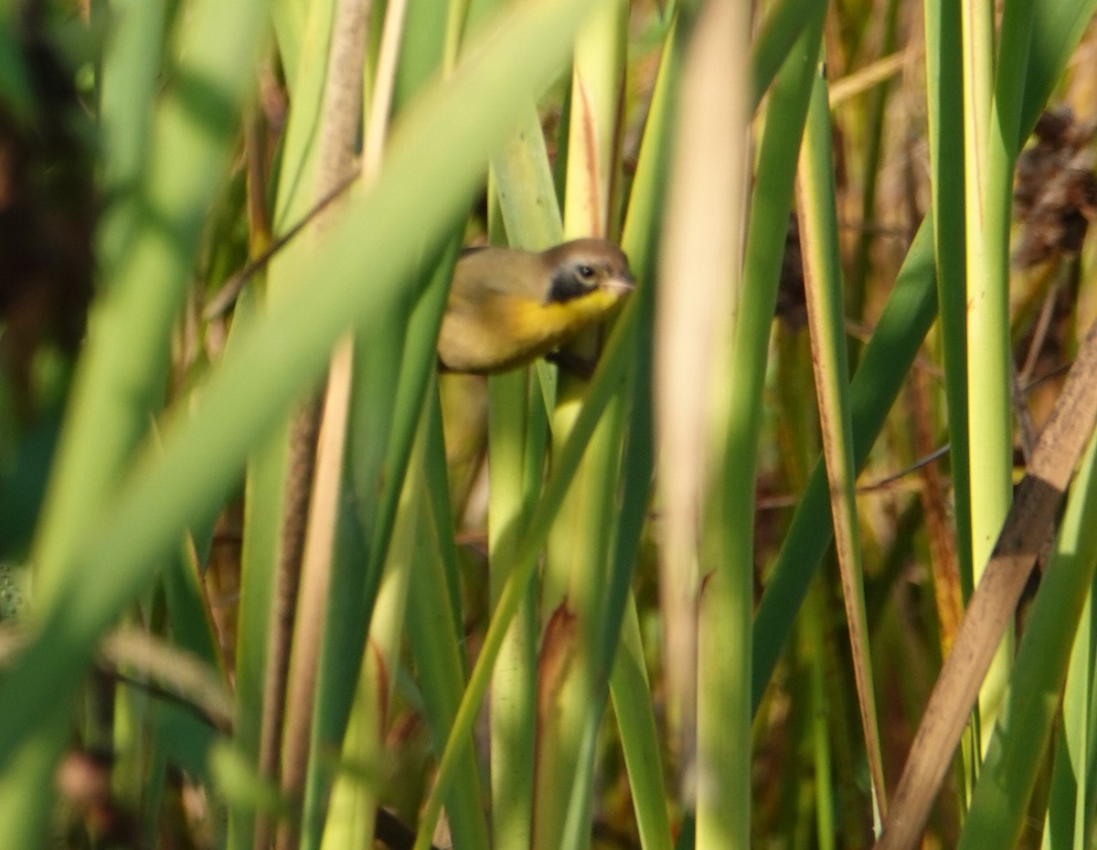 Common Yellowthroat - David Fraser