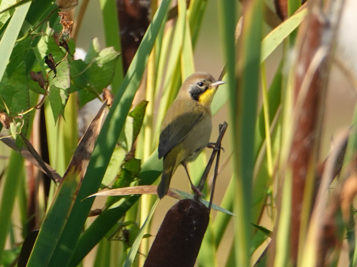 Common Yellowthroat - David Fraser