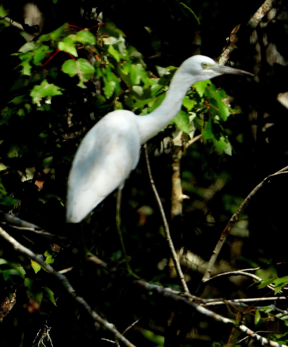 Little Blue Heron - ML608709034