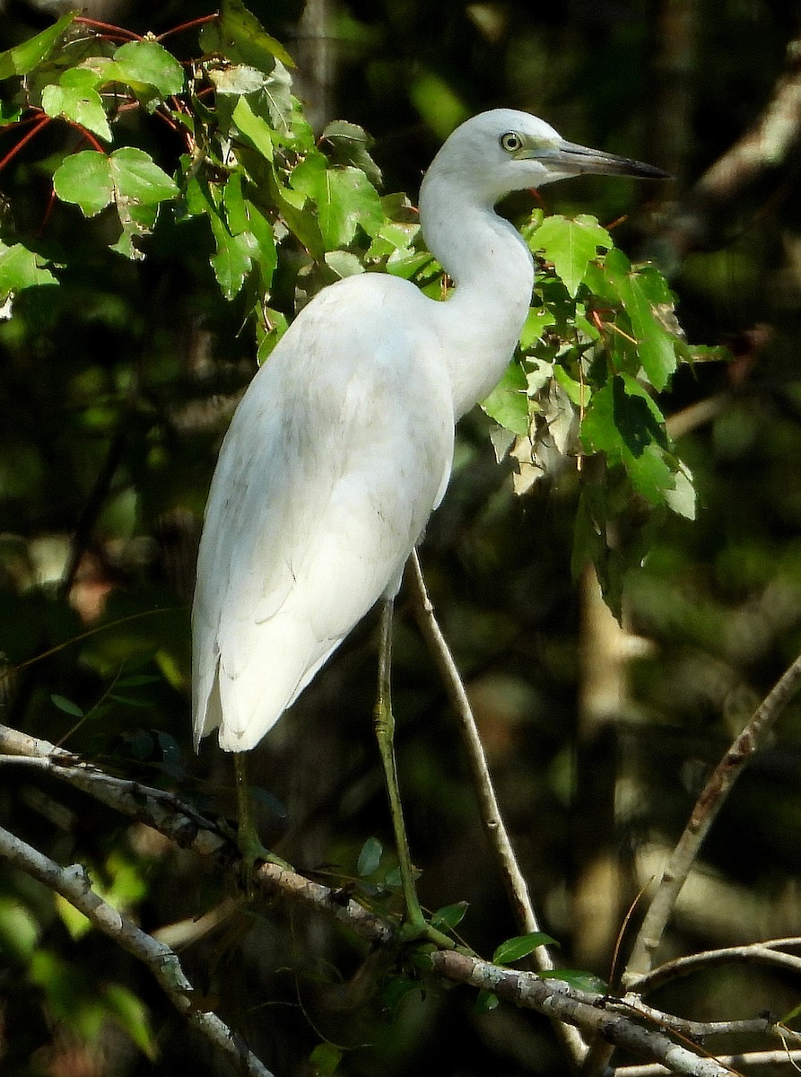 Little Blue Heron - ML608709036