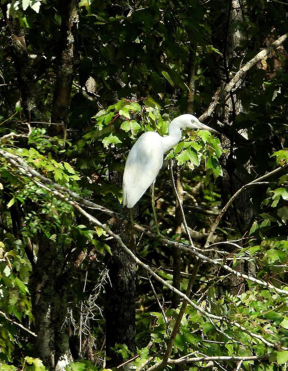 Little Blue Heron - ML608709040