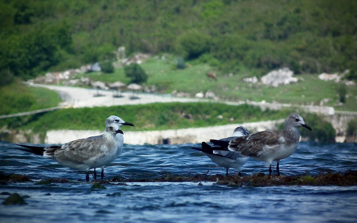 Laughing Gull - Sandy  Villar Bermúdez