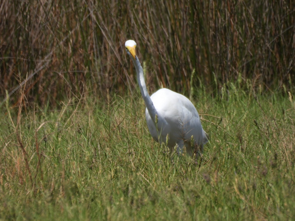 Great Egret - A M