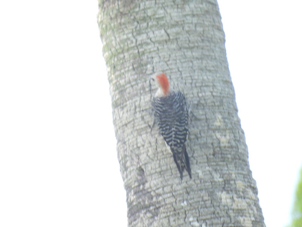 Red-bellied Woodpecker - A M