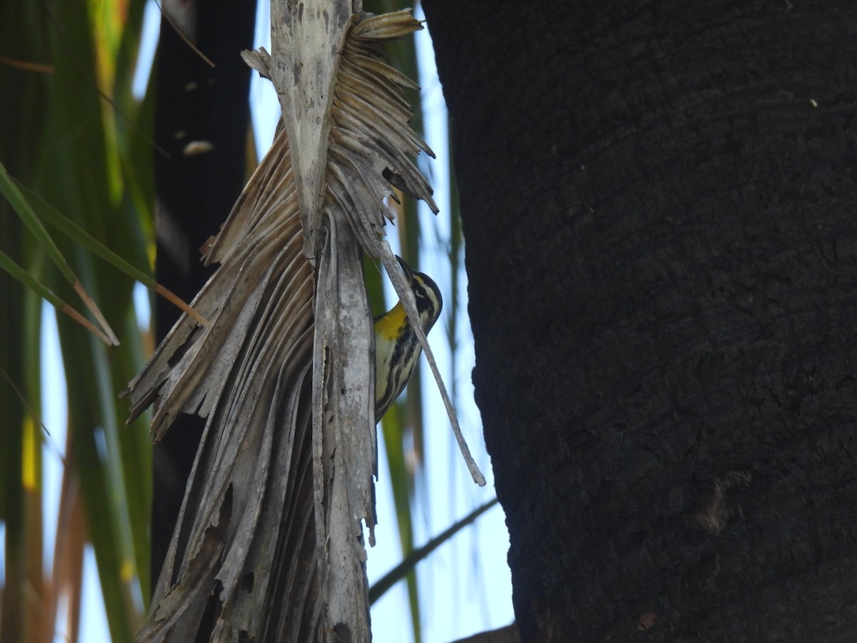 Yellow-throated Warbler - A M