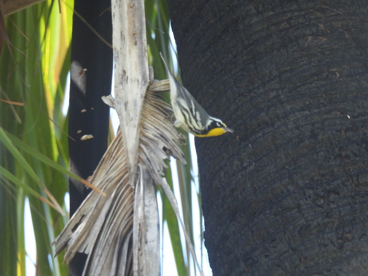 Yellow-throated Warbler - A M