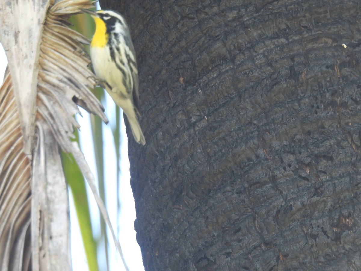 Yellow-throated Warbler - A M