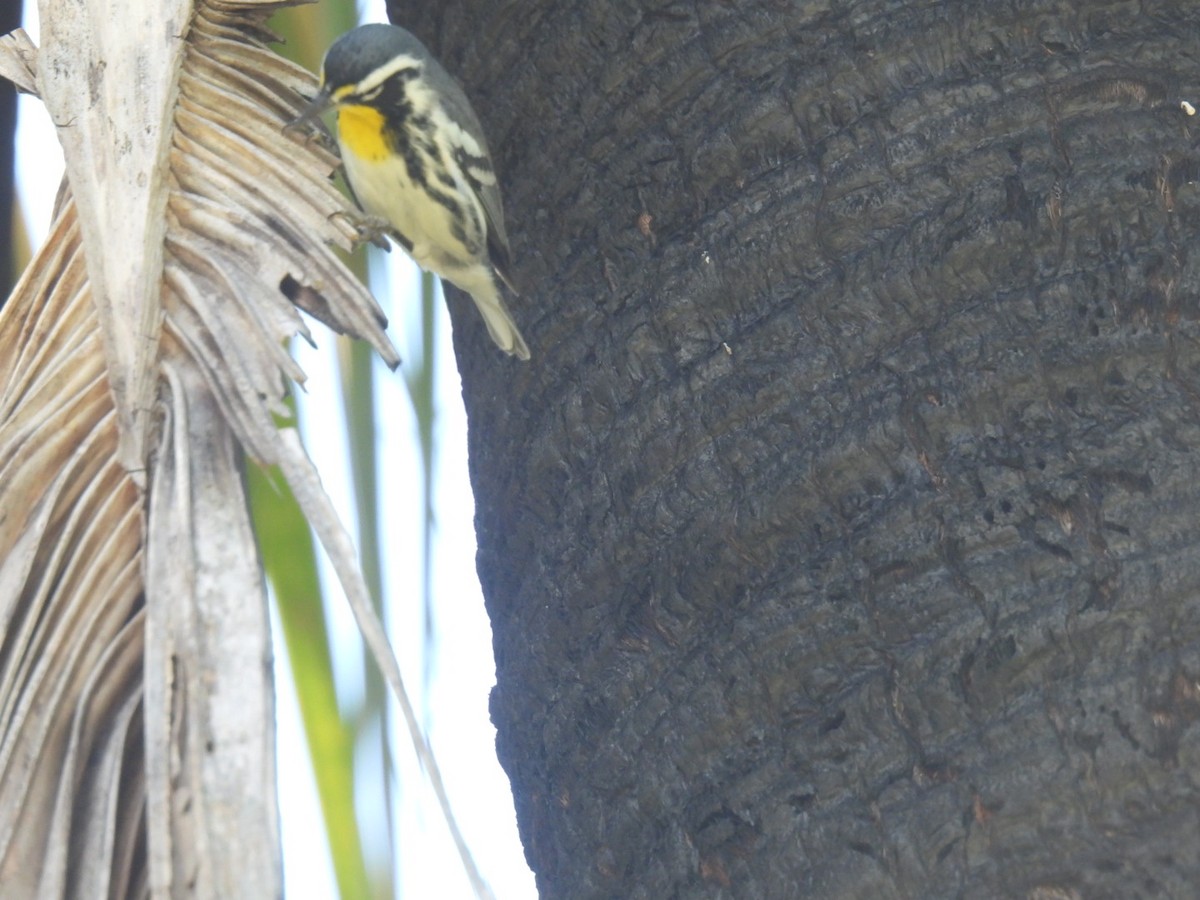 Yellow-throated Warbler - A M