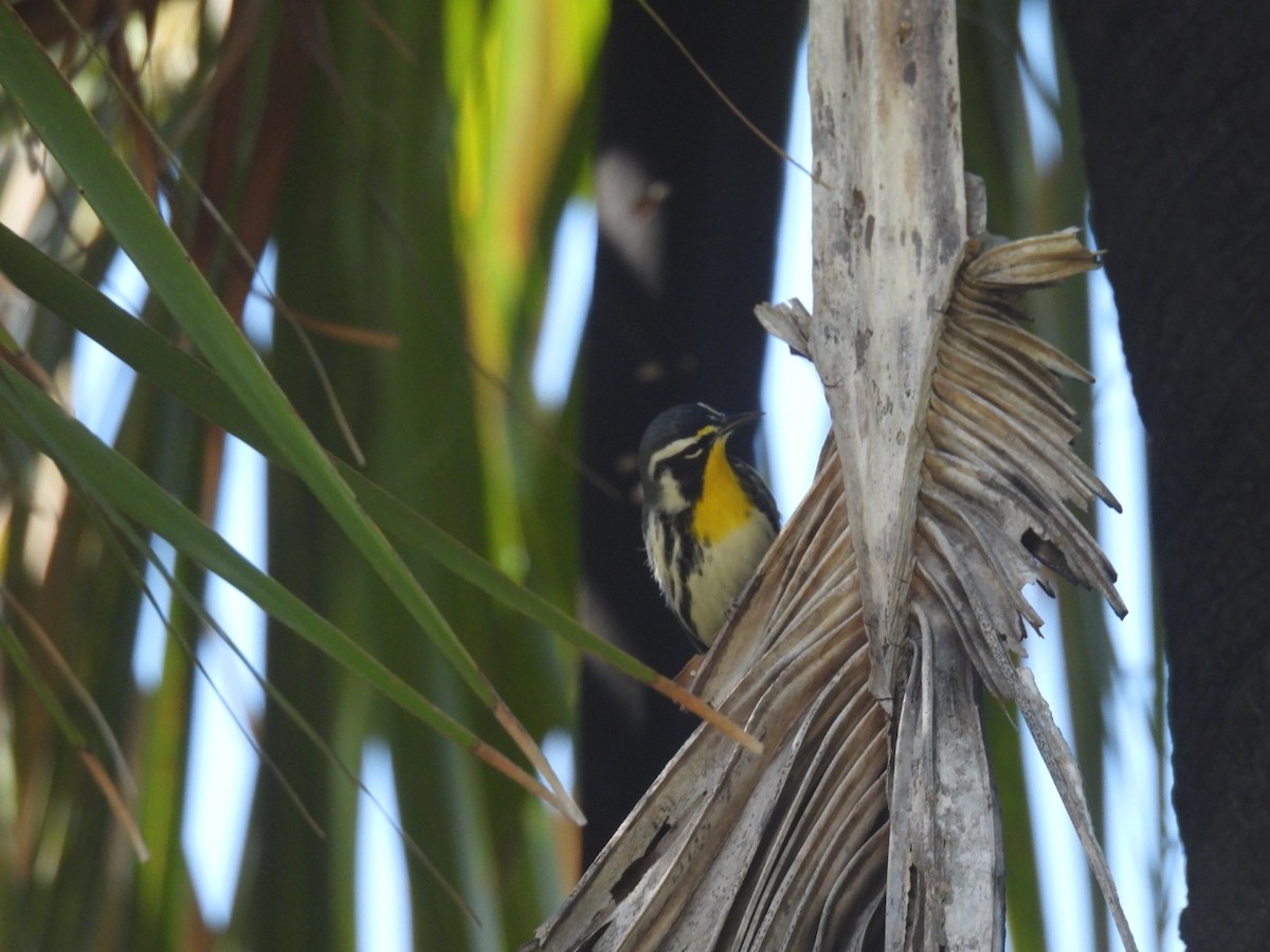 Yellow-throated Warbler - A M