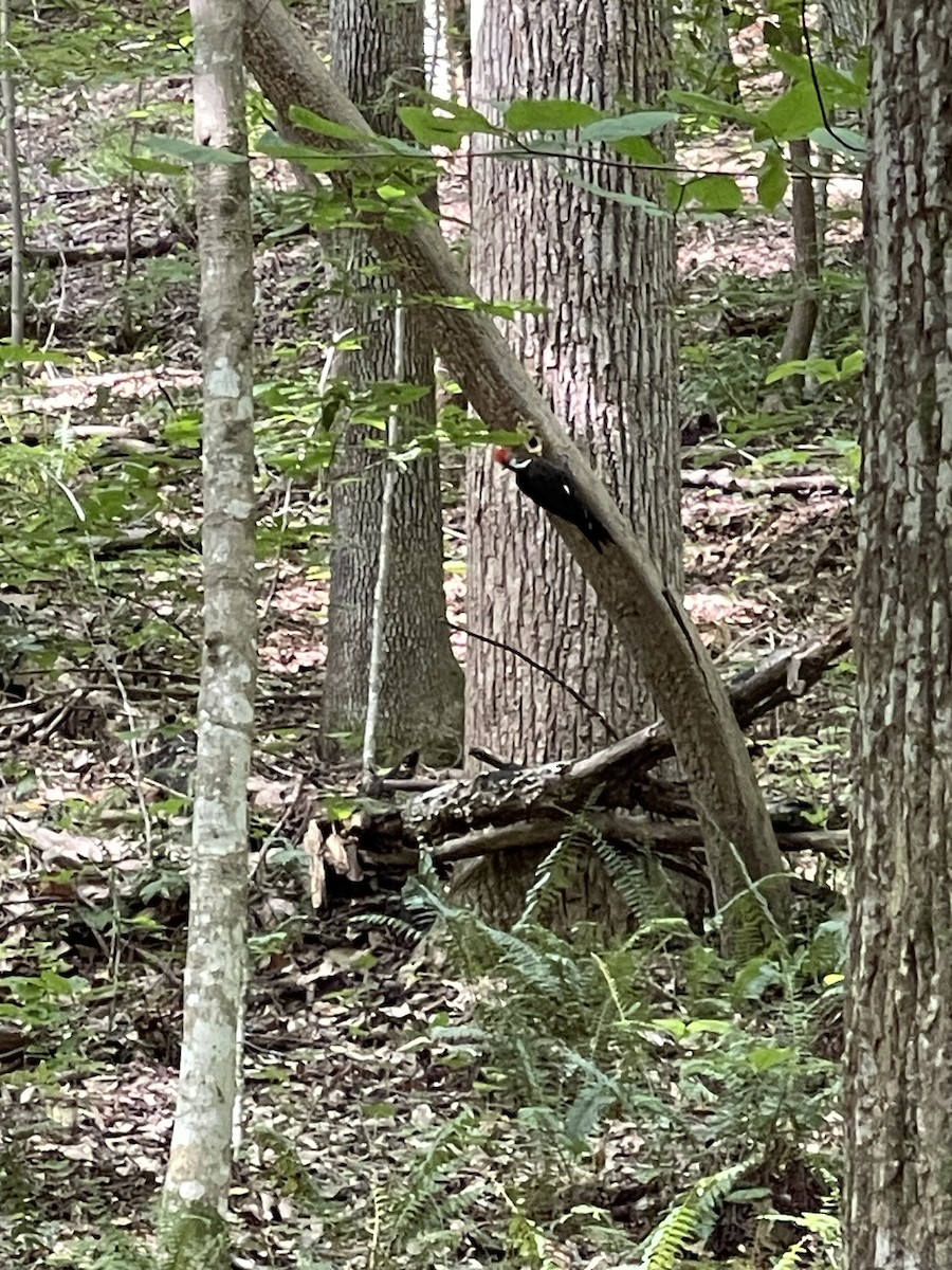 Pileated Woodpecker - Jordan Hearn